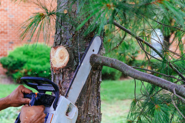 Reliable Canton, PA Tree Removal and Landscaping Services Solutions